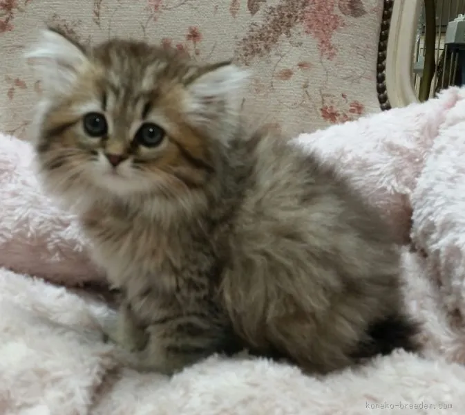 コロンのママ 様のお迎えした子猫