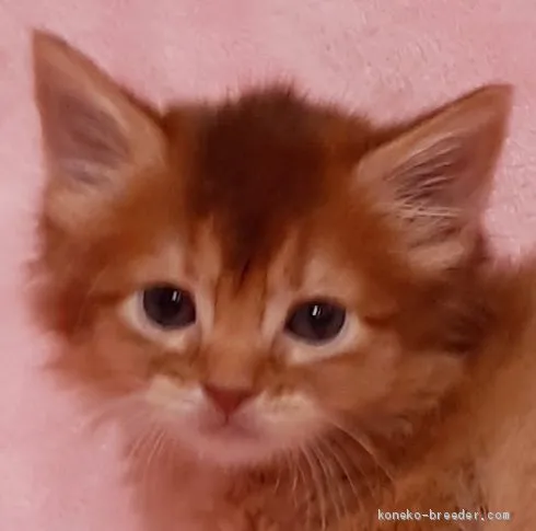 ID：2012-00944の子猫