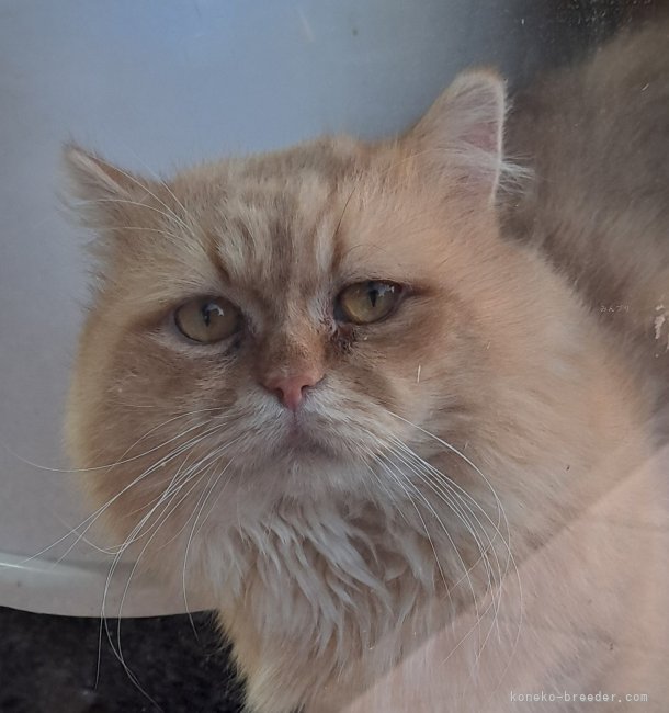 ミヌエット【・男の子・2022年7月9日・レッドタビー】