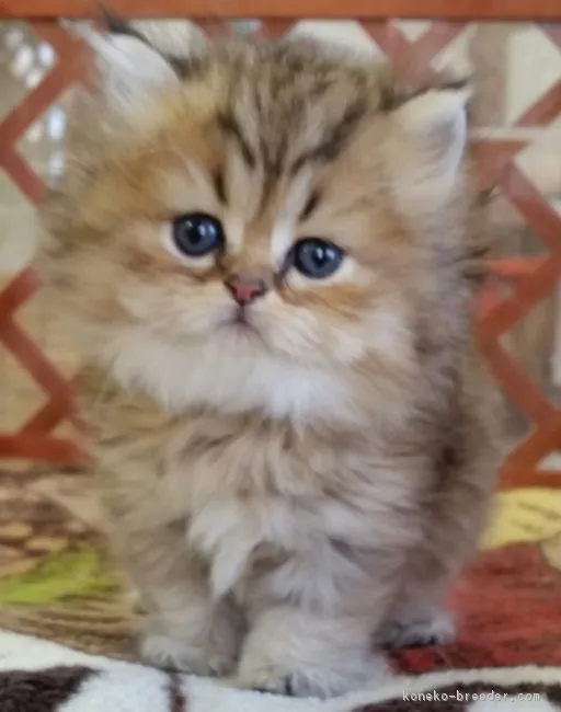 nino 様のお迎えした子猫