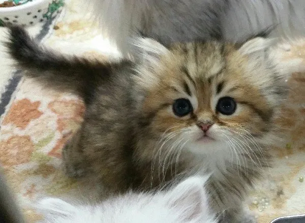 ID:1412-00080の子猫