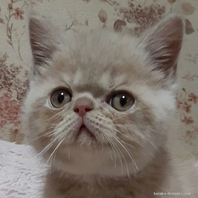 ID：2005-00188の子猫