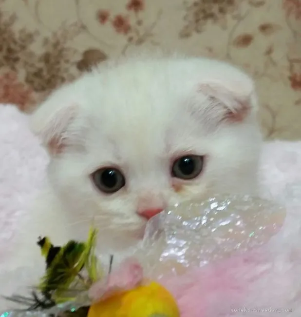 ID：1612-00452の子猫