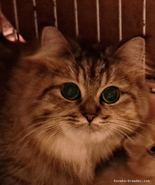 ミヌエット【・女の子・2022年8月1日・ブラウンパッチドタビー】