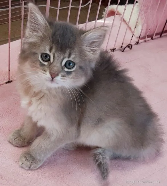 ID:2102-00944の子猫