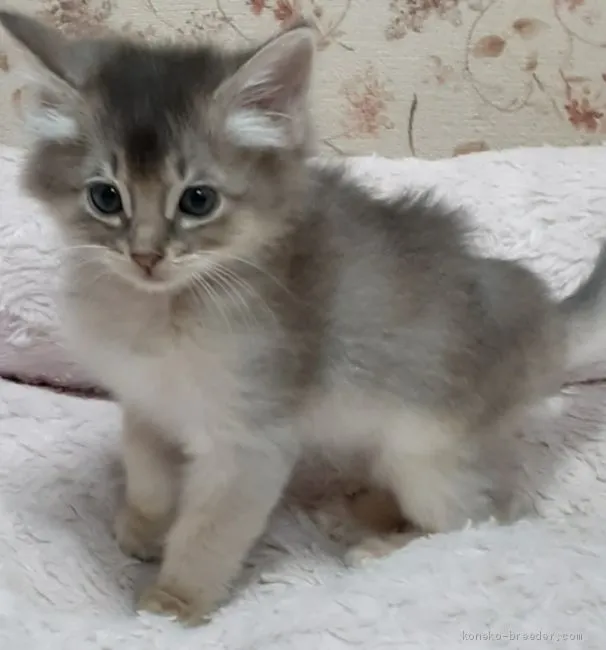 ノンチキ 様のお迎えした子猫