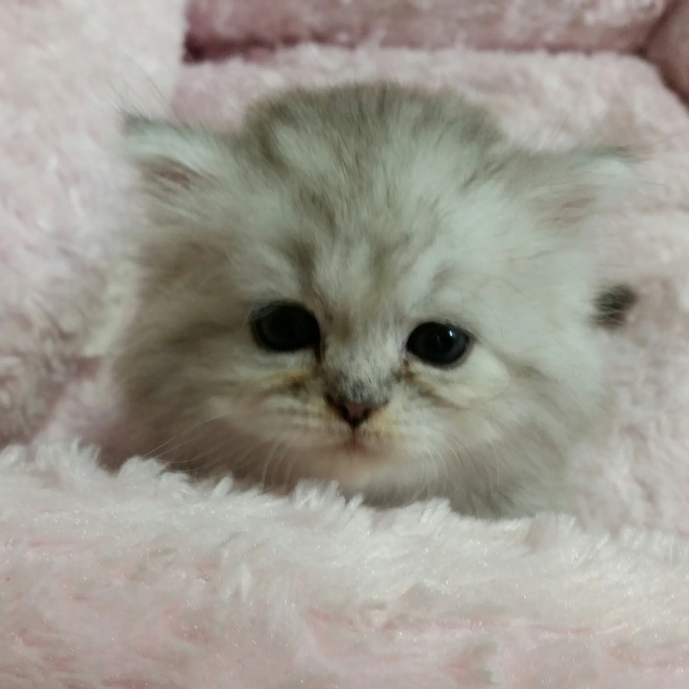 まる 様のお迎えした子猫