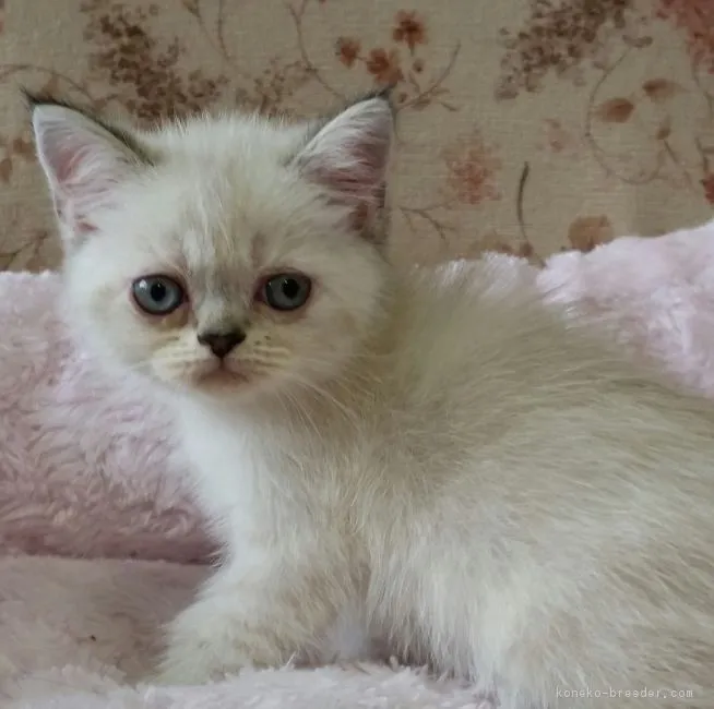 ID：1705-01438の子猫