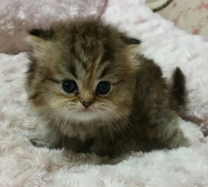 ID:1504-00215の子猫