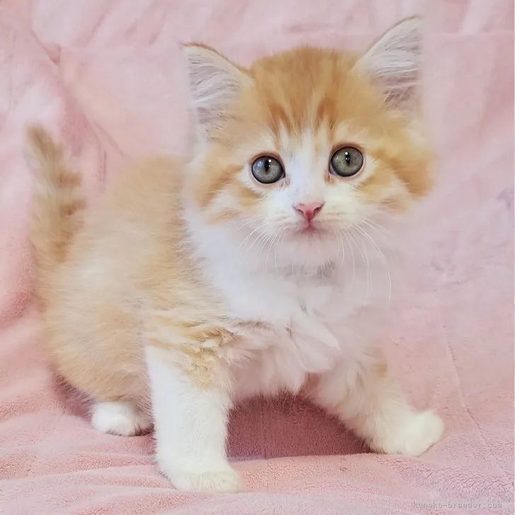 ID:2307-01047の子猫
