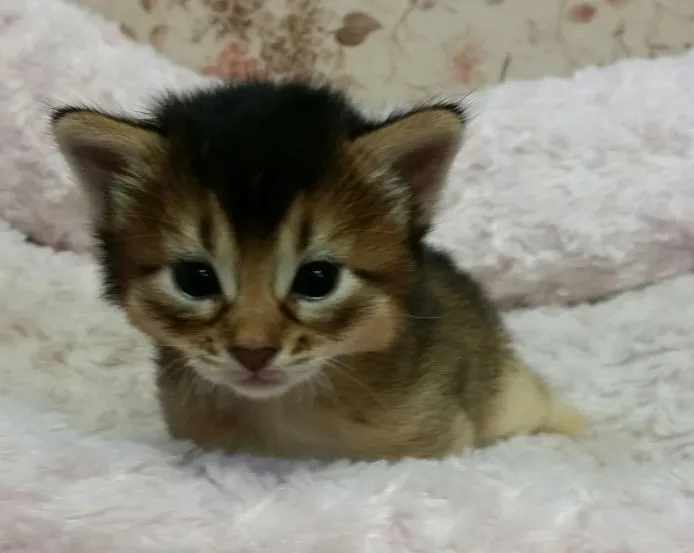 ID：1506-00461の子猫