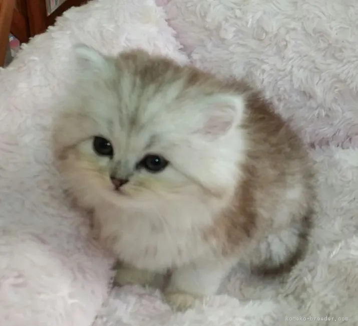 ID：1607-00608の子猫