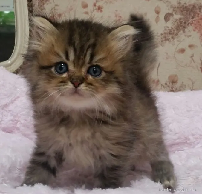 エダ 様のお迎えした子猫