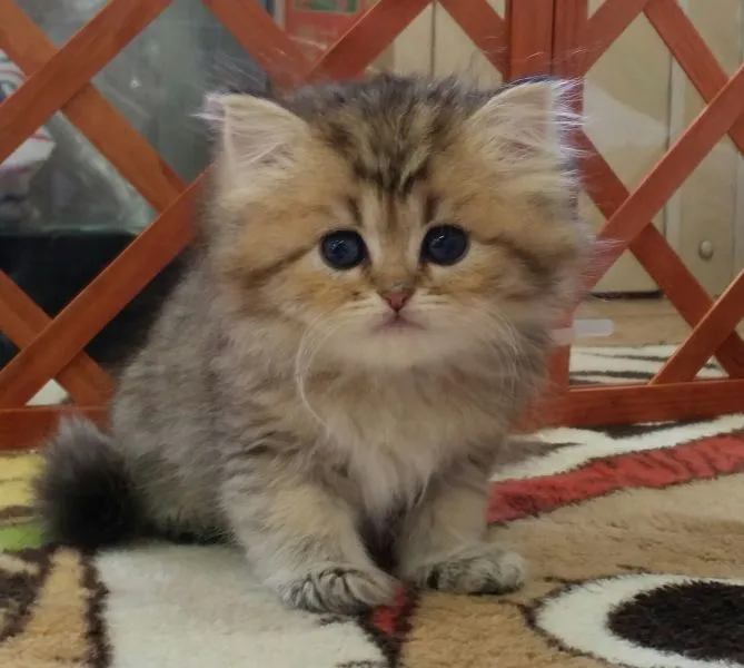 say 様のお迎えした子猫