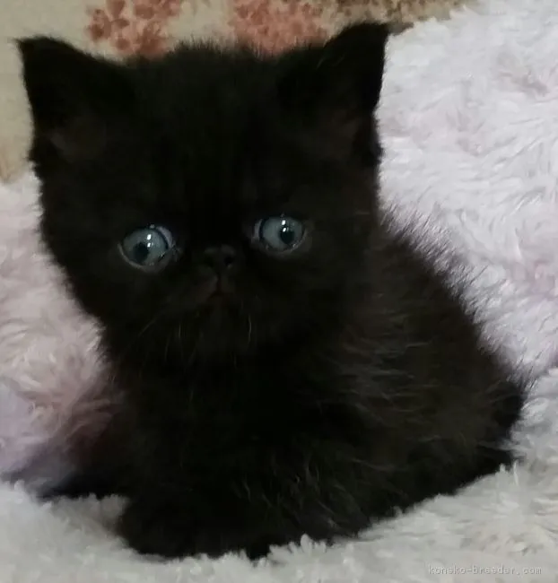 ID：1605-00422の子猫