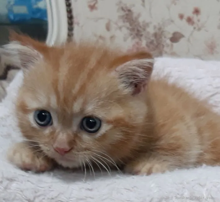 ID：2008-02158の子猫