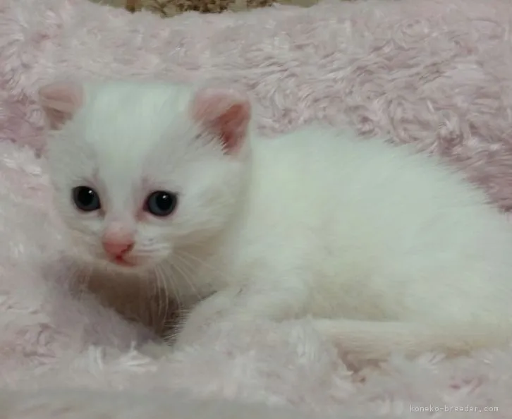 ID：1604-00509の子猫