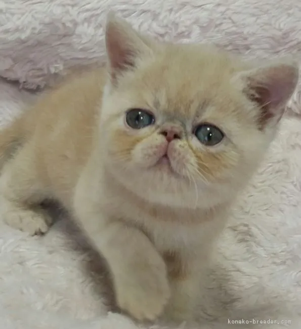 ID：1811-00005の子猫