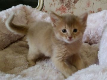 ソマリ【茨城県・女の子・2014年12月28日・フォーン】の写真「なつっこくて、かわいい！！」