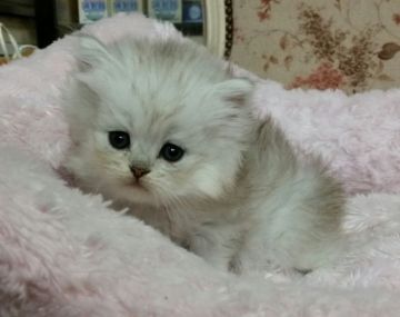 ペルシャ(チンチラ)【茨城県・男の子・2015年11月8日・チンチラシルバー】の写真「ふわふわでほんわりしたお顔です」