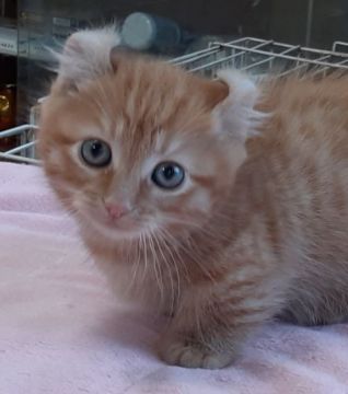 マンチカン(短足)【茨城県・女の子・2020年9月26日・レッドタビ-（ショート）】の写真「超短足❤️お耳くるん💓
可愛い過ぎ」