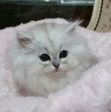 ペルシャ(チンチラ)【茨城県・女の子・2016年12月17日・チンチラシルバー】の写真「おめめが大きな女の子」