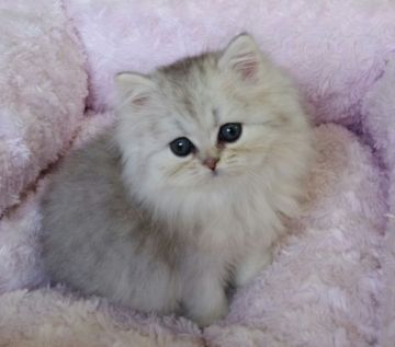 ペルシャ(チンチラ)【茨城県・女の子・2015年8月30日・チンチラシルバー】の写真「上品でほんわりしたお顔です」