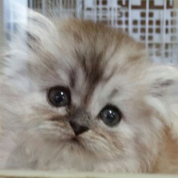 ペルシャ(チンチラ)【茨城県・男の子・2017年2月12日・チンチラシルバー】の写真「おめめが大きな男の子」