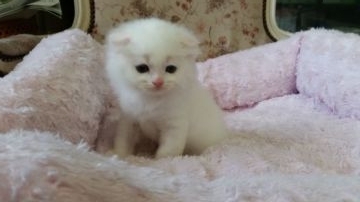 スコティッシュフォールド【茨城県・男の子・2015年10月12日・クリーム（ロング）】の写真「かわいい！！」