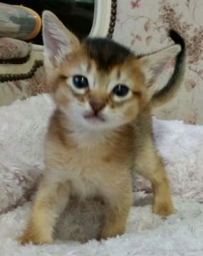 ソマリ【茨城県・男の子・2015年5月30日・ルディ】の写真「なつっこくて、かわいい！！」