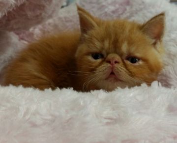 エキゾチックショートヘア【茨城県・女の子・2015年9月26日・レッドタビー】の写真「派手なレッドタビー」