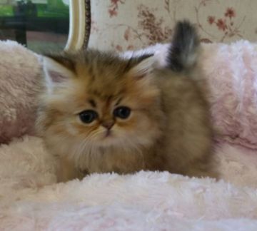 ペルシャ(チンチラ)【茨城県・女の子・2015年8月16日・チンチラゴールデン】の写真「ふわふわでほんわりしたお顔です」