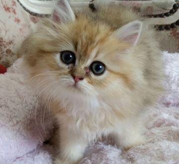 ペルシャ(チンチラ)【茨城県・女の子・2017年4月8日・チンチラゴールデン】の写真「おめめが大きな女の子」