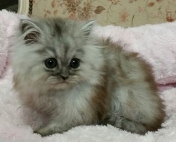 ペルシャ(チンチラ)【茨城県・男の子・2016年10月8日・チンチラシルバー】の写真「おめめが大きな男の子」