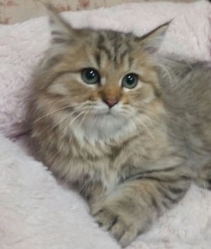 ペルシャ(チンチラ)【茨城県・男の子・2019年7月6日・チンチラゴールデン】の写真「優しいお顔の男の子♥」