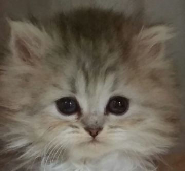 ペルシャ(チンチラ)【茨城県・男の子・2016年12月17日・チンチラシルバー】の写真「おめめが大きな男の子」