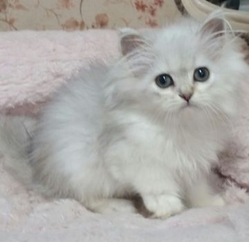 ペルシャ(チンチラ)【茨城県・男の子・2019年7月6日・チンチラシルバー】の写真「優しいお顔の男の子♥」