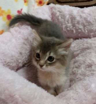 ソマリ【茨城県・女の子・2015年8月22日・ブルー】の写真「魅惑のブルー」