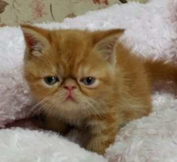 エキゾチックショートヘア【茨城県・女の子・2015年9月26日・レッドタビー】の写真「派手なレッドタビー」