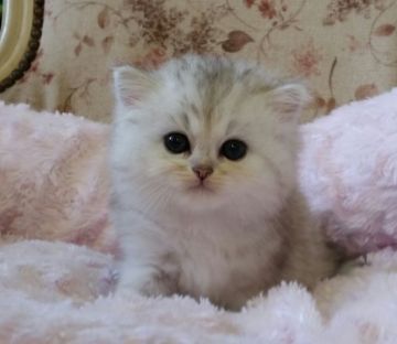 ペルシャ(チンチラ)【茨城県・女の子・2015年10月5日・チンチラシルバー】の写真「ふわふわでほんわりしたお顔です」