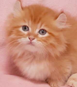 マンチカン(短足)【茨城県・男の子・2020年10月10日・レッドタビ-（ロング）】の写真「超短足、もこふわ💓
可愛い過ぎ💓」