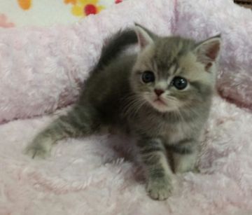 エキゾチックショートヘア【茨城県・男の子・2015年8月30日・ブルータビー】の写真「幸運のパステルちゃん」