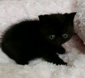 エキゾチックショートヘア【茨城県・男の子・2015年9月26日・ブラック】の写真「魅惑のブラック」