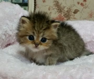 ペルシャ(チンチラ)【茨城県・女の子・2015年11月23日・チンチラゴールデン】の写真「ふわふわでほんわりしたお顔です」