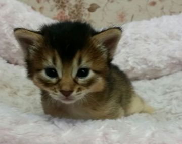 ソマリ【茨城県・男の子・2015年5月30日・ルディ】の写真「なつっこくて、かわいい！！」