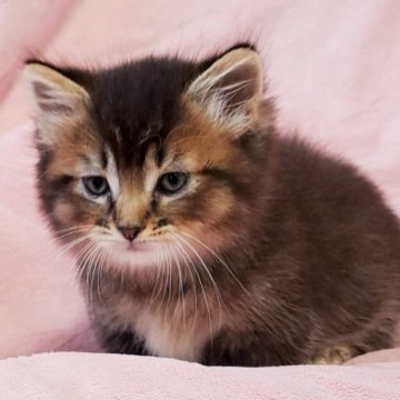 マンチカン×ソマリ【茨城県・男の子・2023年5月5日・ブラウン（ロング）】の写真「超短足ちゃん🥰」