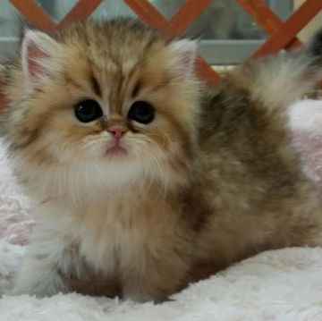 ペルシャ(チンチラ)【茨城県・女の子・2016年7月31日・チンチラゴールデン】の写真「かわいすぎ！！」