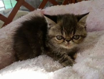 エキゾチックショートヘア【茨城県・女の子・2015年8月30日・ブラウンパッチドタビー】の写真「はなぺちゃ、べっぴんちゃん」