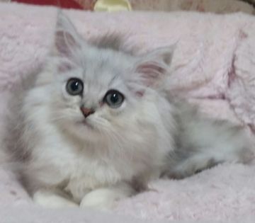 ペルシャ(チンチラ)【茨城県・男の子・2019年6月26日・チンチラシルバー】の写真「優しいお顔の男の子♥」