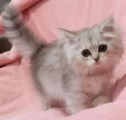 ペルシャ(チンチラ)【茨城県・男の子・2021年4月25日・チンチラシルバー】の写真1